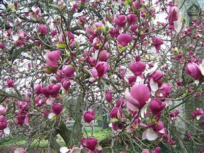 Magnolia  soulangean